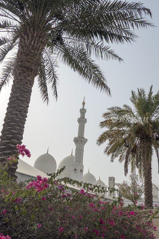 鲜花，棕榈树和清真寺，阿布扎比