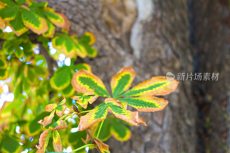 秋天栗树特写与色彩变化的叶子