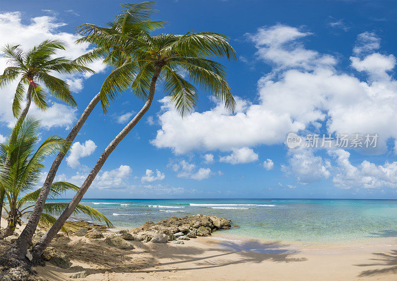 有棕榈树的巴巴多斯海滩，巴巴多斯西海岸，加勒比。