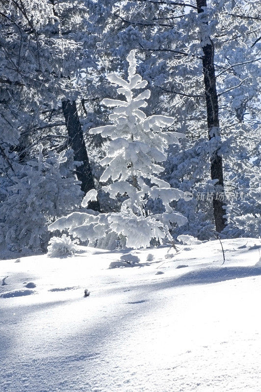 白雪皑皑的冷杉树