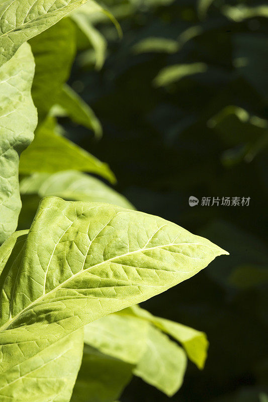 烟草植物