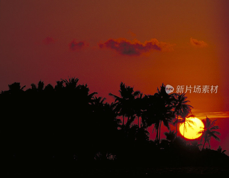 太阳落在棕榈树后面