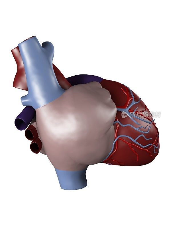 用于医学研究的人类心脏