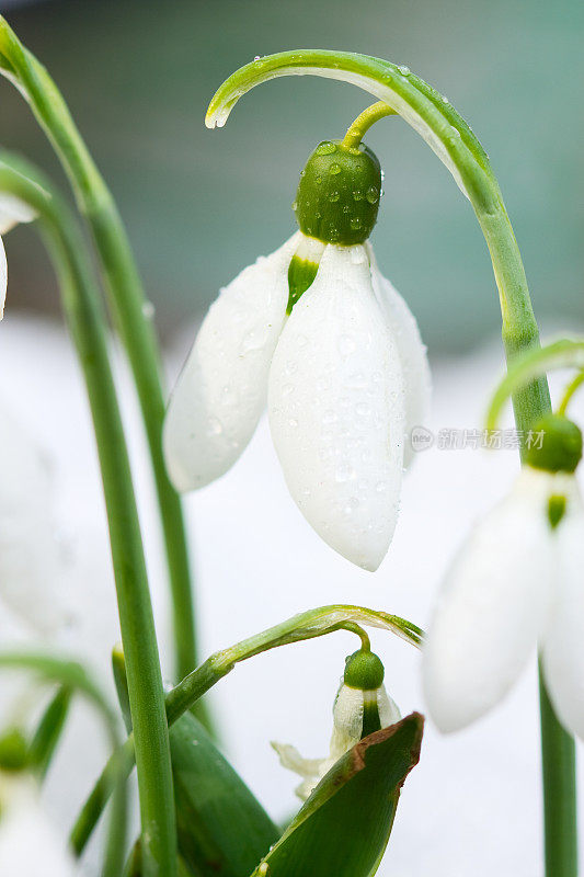 雪花莲在雪