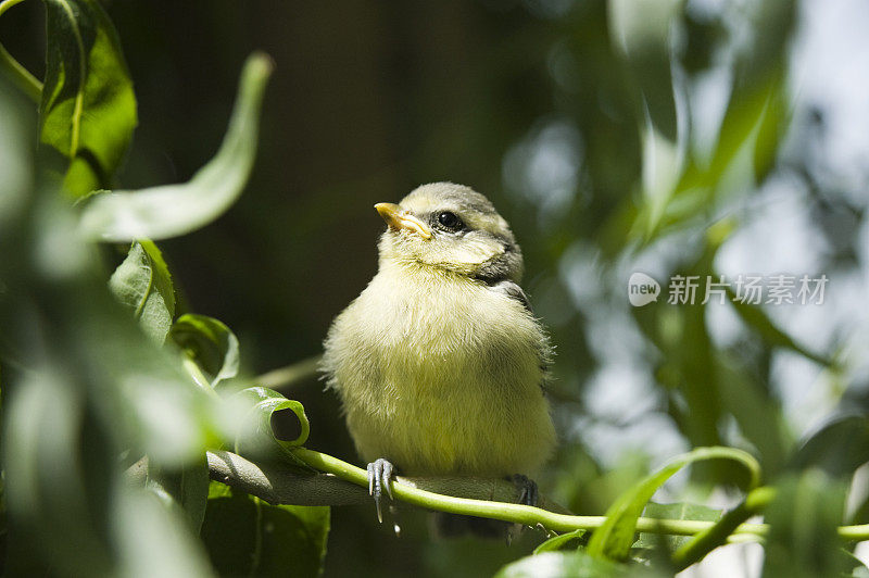 蓝冠山雀小鸡