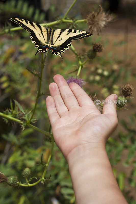 孩子的手伸向一只蝴蝶。