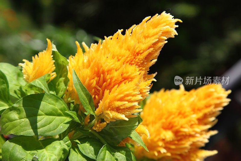 黄天青花(woolflower)花