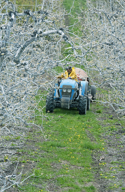 农民开着拖拉机和杀虫剂喷雾器穿过苹果园