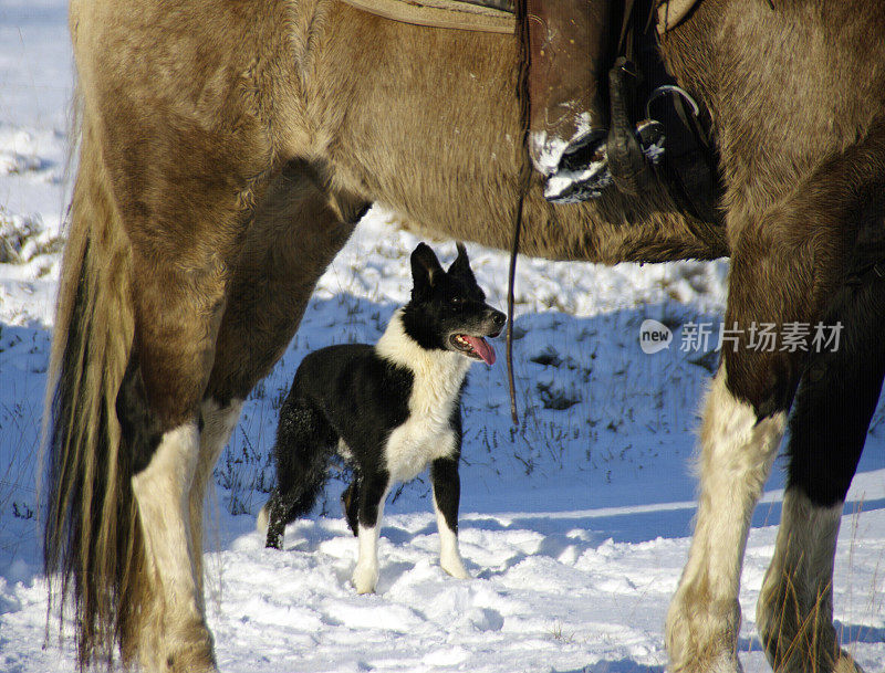 雪地里的牧羊犬