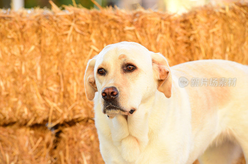 拉布拉多寻回犬