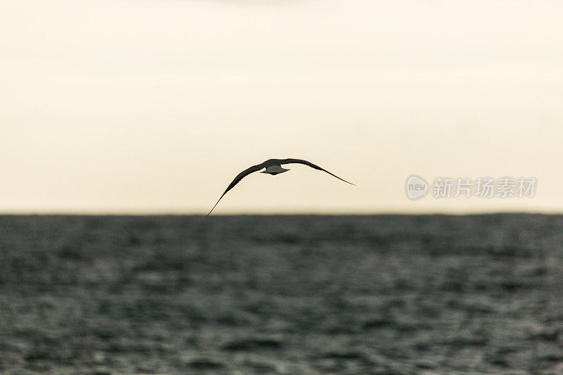 海鸥飞过大海