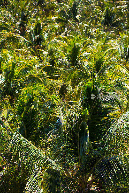 巴西阿拉戈斯州贡加科斯塔的椰子树