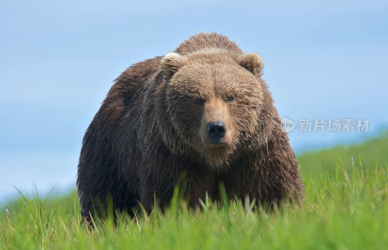 跟踪野生阿拉斯加棕熊