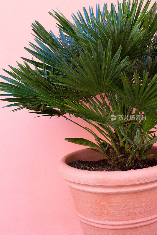 扇形棕榈树在粉红色的花盆与相配的粉红色墙