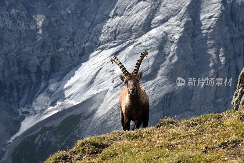 高山山羊