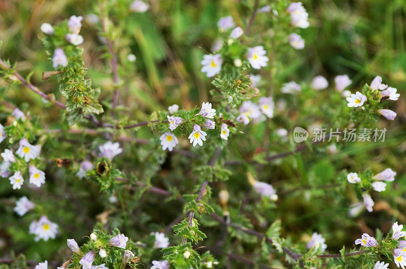 Eyebright花胡杨