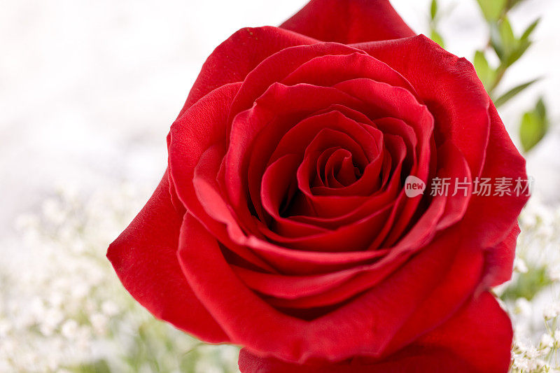 特写镜头。一朵红玫瑰花蕾。情人节。