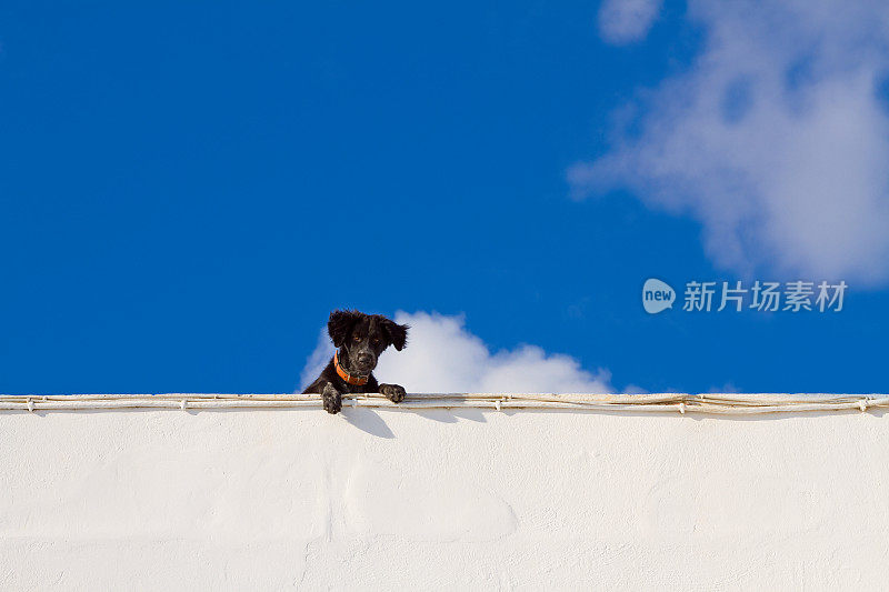 可爱的狗看着栅栏