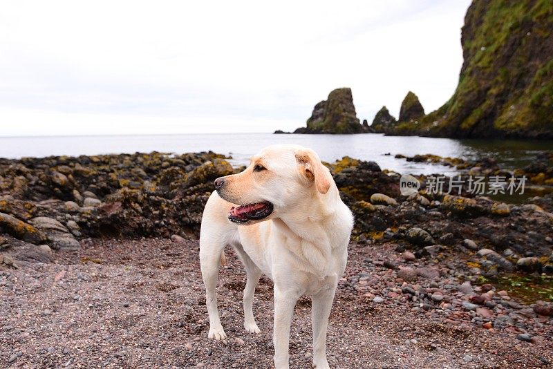 拉布拉多寻回犬