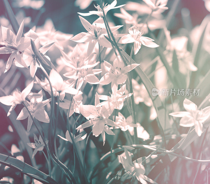 美丽的春天的花朵