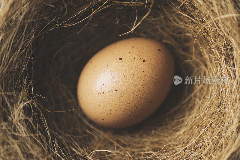 巢里的棕色蛋