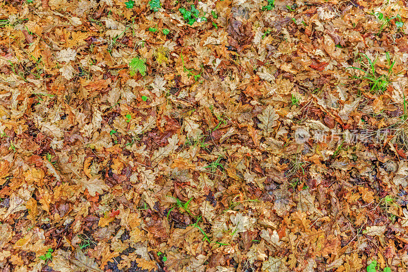 落叶落在地上