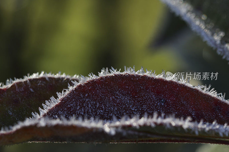 红叶石楠‘红罗宾’的霜冻叶片