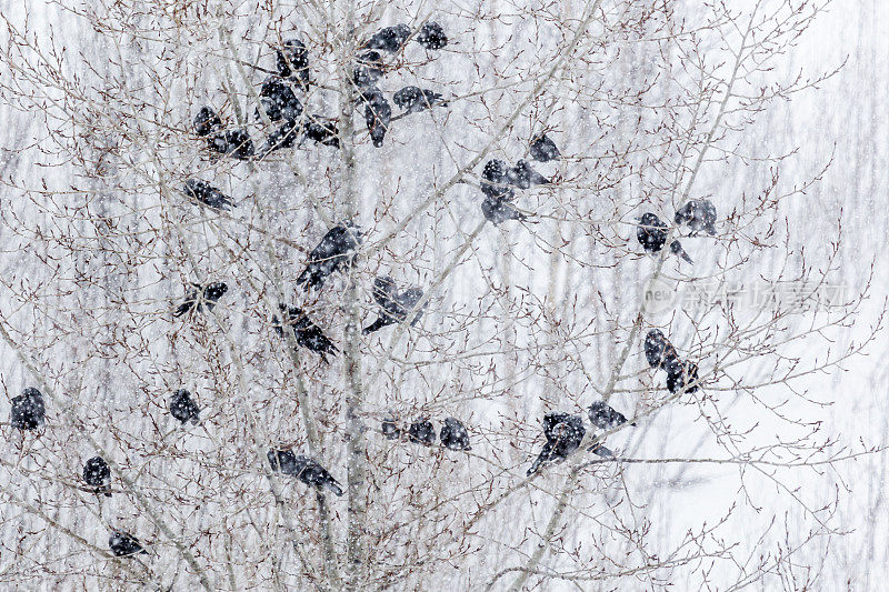 大雪中的鸟儿在树上