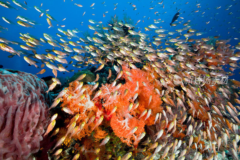 燕尾红雀鱼学校，科莫多国家公园，印度尼西亚