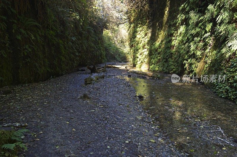 蕨类植物峡谷小路