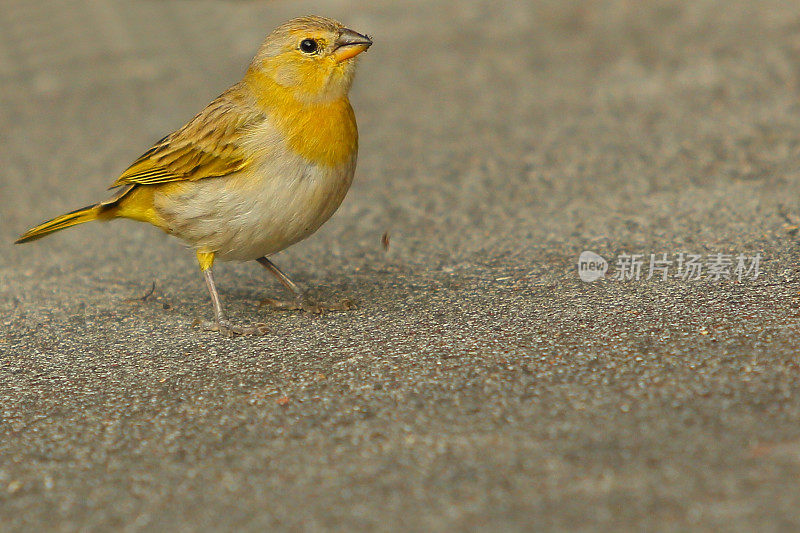 Orange-fronted黄色雀