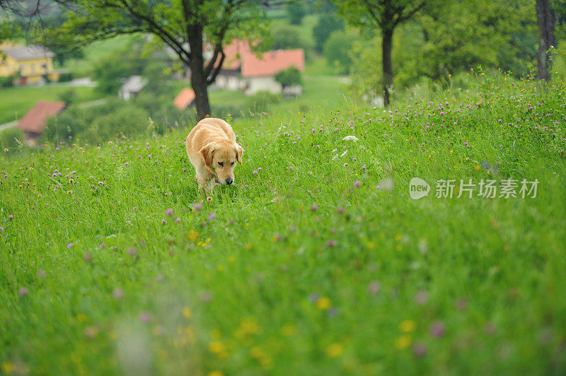 美丽的金毛猎犬闻到草味