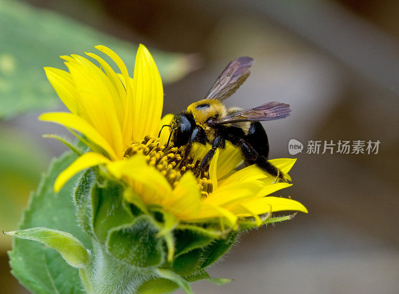 勤劳的蜜蜂在向日葵上工作