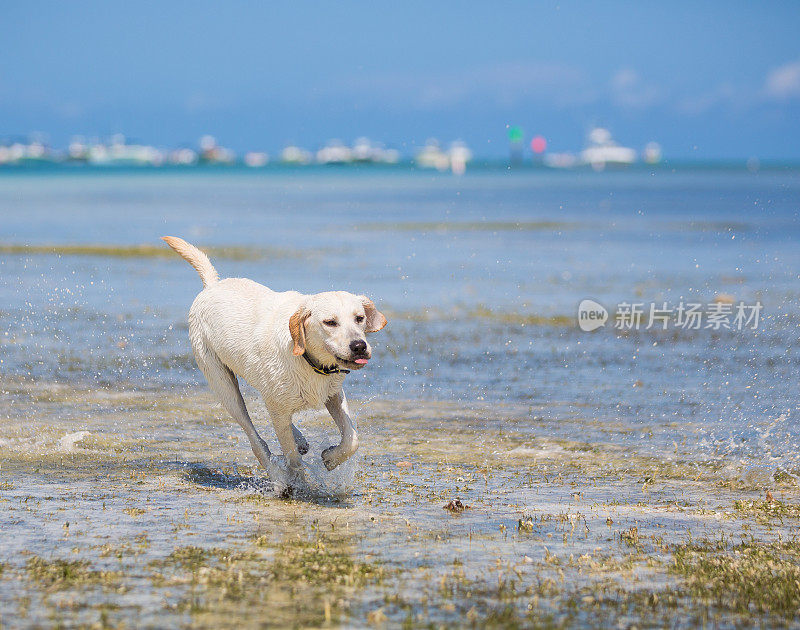 拉布拉多寻回犬