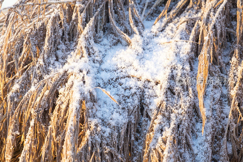 在一个寒冷的冬天的早晨，芦苇被雪覆盖着