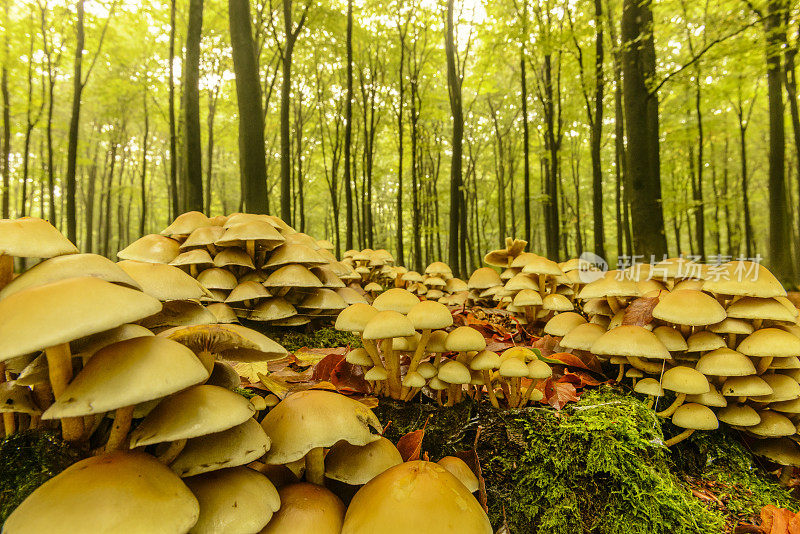 森林里的蘑菇