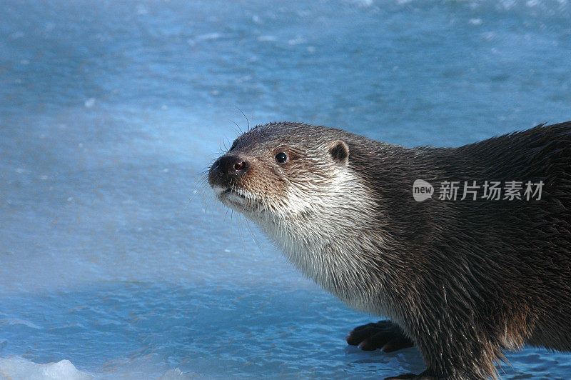 海狸