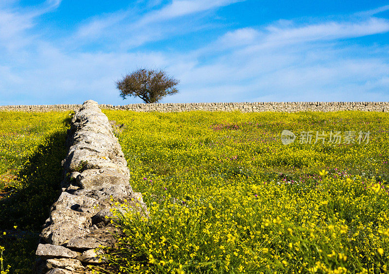 西西里岛东南部的春花和石砌墙