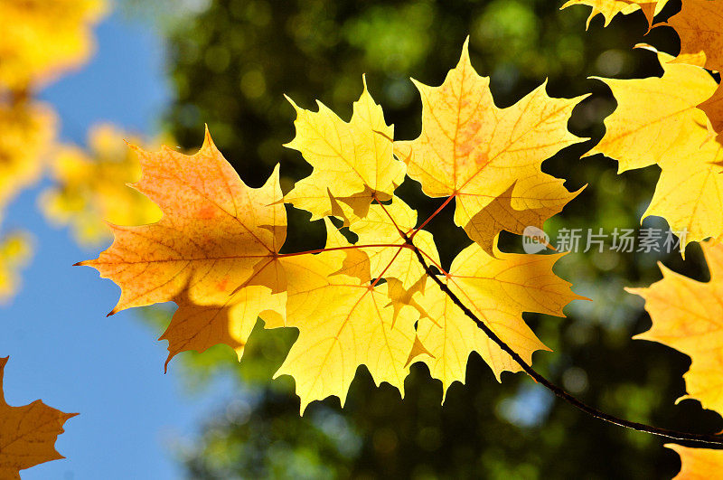 彩色的秋天枫叶背景