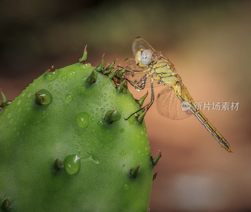 一朵花中的蜻蜓