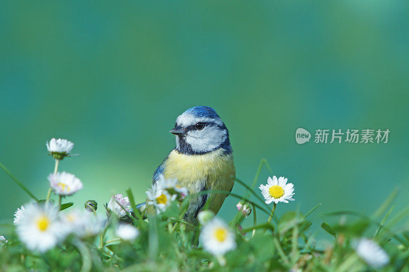 带雏菊的蓝色山雀