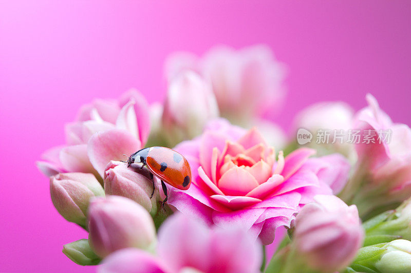 瓢虫在白花上