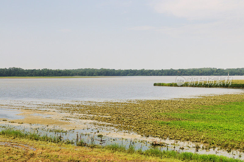 夏天印第安纳农场的玉米田和大豆田被淹