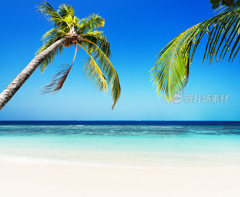 热带绿色泻湖和阳光沙滩上的棕榈树