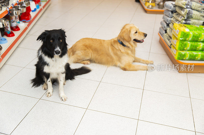 可爱的金毛寻回犬和边境牧羊犬在宠物店