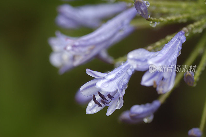 爱情花花