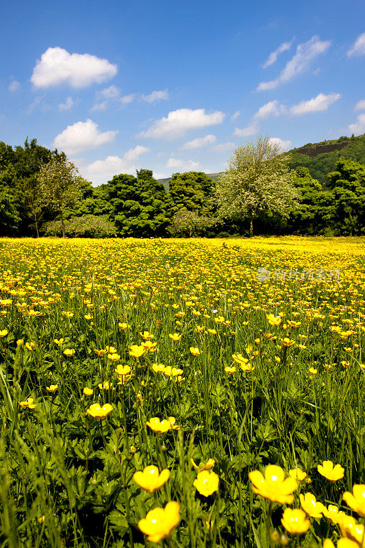 野花盛开的夏日草地