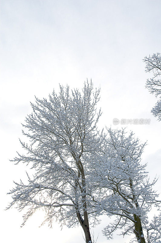 冬天的景色是白雪皑皑的树木和灰色的天空