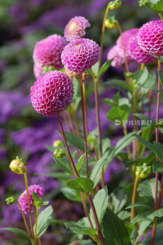 紫色大丽花的特写