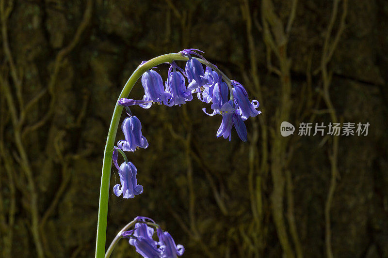 蓝铃花在春天的林地里